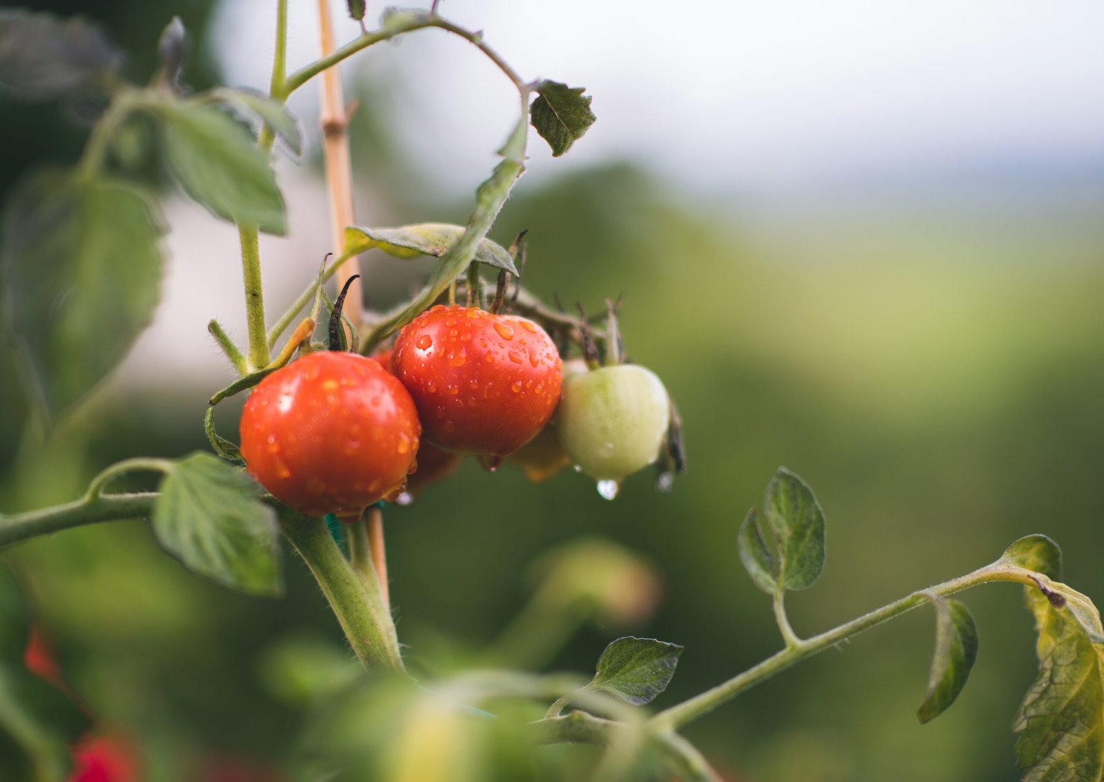 Mastering Organic Chemistry: Tips for High Schoolers